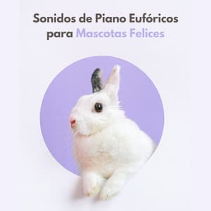 Sonidos De Piano Eufóricos Para Mascotas Felices - Domingo de piano