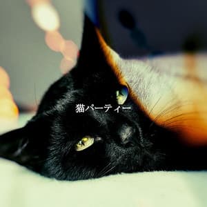 猫パーティー - Hotel Lounge Music