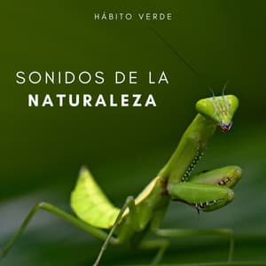 Sonidos De La Naturaleza: Hábito Verde - Calmar la Ansiedad