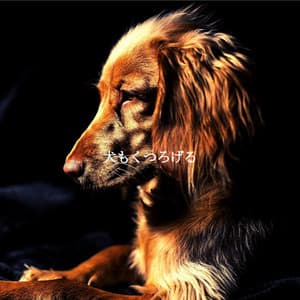 犬もくつろげる - Dinner & Instrumental Jazz