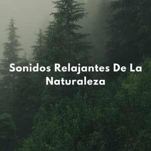 Sonidos Relajantes De La Naturaleza - Naturaleza Ruido