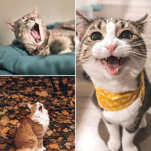 Jazz Organ - Bgm for My Quiet Cats - Cat Music Relaxation