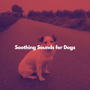 Soothing Sounds for Dogs - Easy Jazz Listening