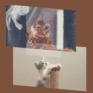 Spacious Ambiance for The Comfortable Cats - Calm Music for Cats