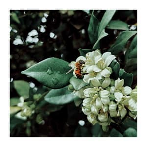 Better to Study Together - Classical For Study