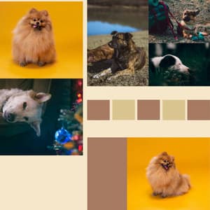 Dogs on Couch - Background Music - Dogs at Home