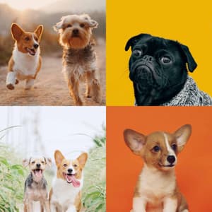 Backdrop for Sweet Dogs - Vibrant Smooth Jazz - Dog Music Library