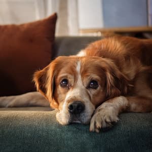 Music For Dogs: Joyful Tails And Cozy Naps - Doggy Music