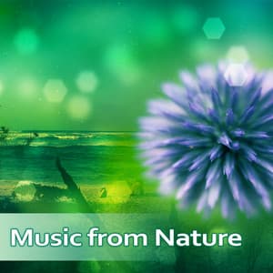 Music from Nature - Rest and Soothing, Calming Therapy, Birds and Water, Massage in Spa - Nature Tribe