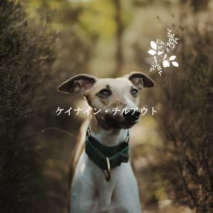 ケイナイン・チルアウト - Música para Tiendas