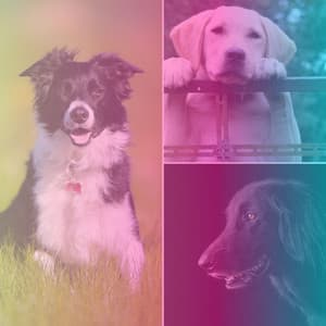 Sumptuous Bgm for Puppy Sleep - Relaxing Dog Music