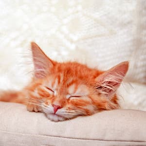 Cat's Lounge Jazz: Tranquil Tunes for Dreamy Catnaps - Classic Relaxing Jazz