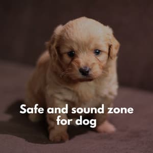 Safe and sound zone for dog - Brazilian Jazz Lounge