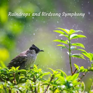 Raindrops and Birdsong Symphony - Olivia Rain