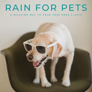Rain For Pets: A Relaxing Way To Calm Your Dogs & Cats - Pets