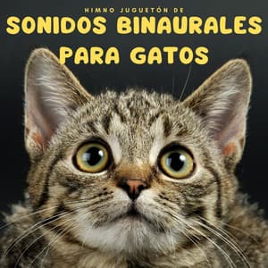 Himno juguetón de sonidos binaurales para gatos - Bob binaural