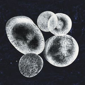 Sweet Dog on the Moon - Paul Jarret