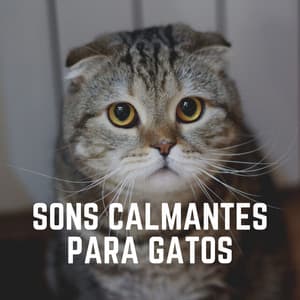 Sons Calmantes para Gatos - Musica para Gatos