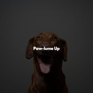 Paw-lume Up - Hintergrund Jazz Musik