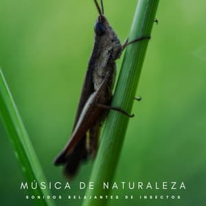 Música De Naturaleza: Sonidos Relajantes De Insectos - Ruido Blanco Para Dormirse Fácilmente