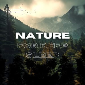 Forest Sounds: Nature for Deep Sleep, Meditation & Relaxation - FX Forest Sounds