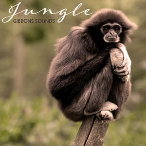 Jungle Gibbons Sounds – Unique Animal Collection Sounds Straight from Asian Rainforest, Relax, Sleep, Meditation - Rainforest