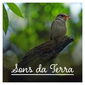 Sons da Terra - Relaxar, Meditar, Dormir Bem para as Crianças - Música Zen Relajante Conjunto