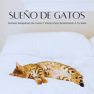 Sueño De Gatos: Sonidos Relajantes De Lluvia Y Viento Para Desestresar A Tu Gato - Algo de Música