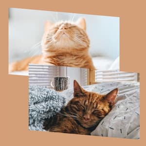 Music for The Cutest Kitten - Music for Resting Cats