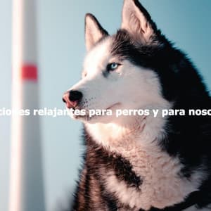 Canciones relajantes para perros y para nosotros - Kaffeehaus Jazz