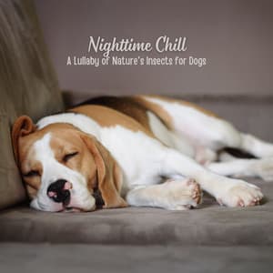 Nighttime Chill: A Lullaby of Nature's Insects for Dogs - Night Crickets