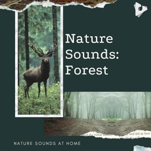 Nature Sounds: Forest - Nature Sounds At Home