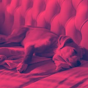 Feelings for Puppy Day Dreaming - Calma Música para Perros