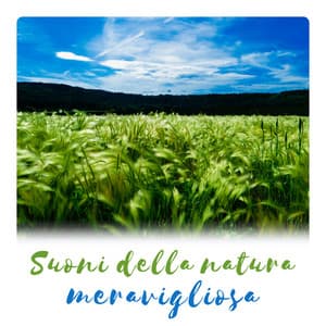 Suoni della natura meravigliosa – Calmati, rilassamento, tempo per yoga e meditazione - Musica Rilassante Maestro