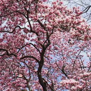 Every Leaf - Tania Caroline Chen