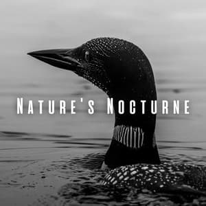 Nature's Nocturne: Sleep Sounds with Light Rain and Loon Calls - Nature Songs Nature Music