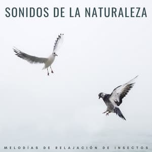 Sonidos De La Naturaleza: Melodías De Relajación De Insectos - Naturaleza Sonidos de la Tierra