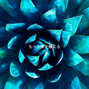 もっと木を植える - Dinner Music Radio