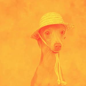 Piano Bossanova Duo - Music for Pets Playlist