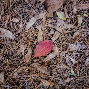 A Well-Known Sense of the Heart's Fault - Byelti