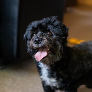 Jazz Trio - Background for Cute Dogs - Famous Doggy Music