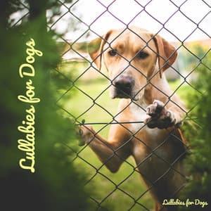 Lullabies for Dogs – Calm Piano Background Music, Relaxing Songs for Pets, Anti Anxiety, Deep Sleep - RW Sleeping Puppy