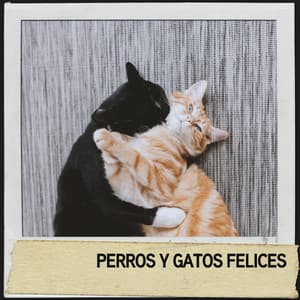 Perros y Gatos Felices: sonidos relajantes para amigos peludos - Relajacion
