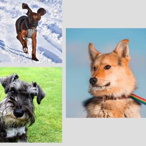 Sultry Backdrop for Energetic Puppy - Sleeptime for Dogs