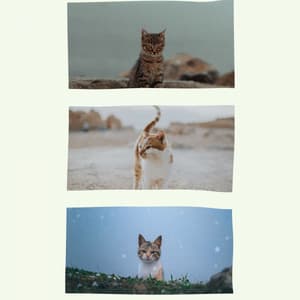 Scintillating Background Music for Lonely Cat - For Cats Only
