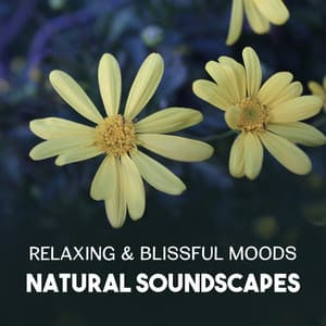 Relaxing & Blissful Moods – Natural Soundscapes, Effective Solutions for Mindfulness Meditation, Music Therapy to Reduce Stress, Positive Vibration - Harmony Nature Sounds Academy