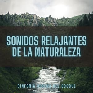 Sonidos Relajantes De La Naturaleza: Sinfonía Serena Del Bosque - Tesoros del bosque