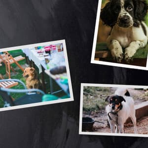 Ambiance for Sweet Dogs - Sleeptime for Dogs