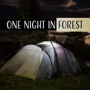 One Night in Forest - World Travel Unit