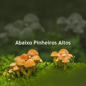 Abaixo Pinheiros Altos - Calma